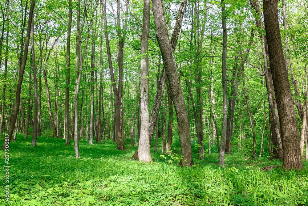 Green deciduous forest on a sunny day. Green deciduous forest on a sunny day.
