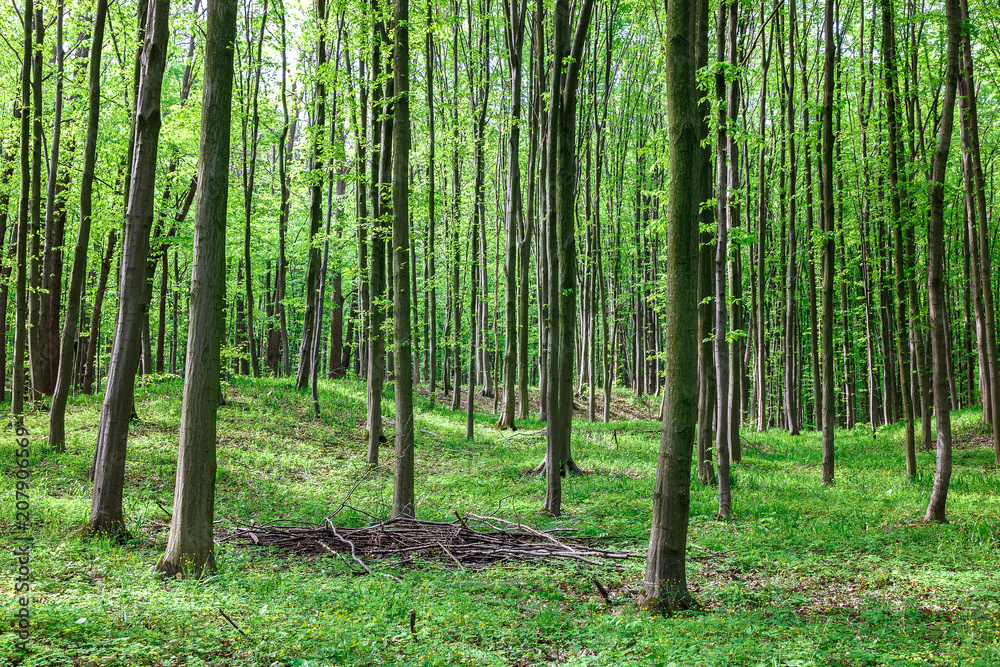 Naklejka premium Green deciduous forest on a sunny day.