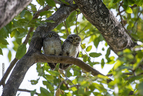 Fototapeta Naklejka Na Ścianę i Meble -  Spotted owlet is a small owl which breeds in tropical Asia