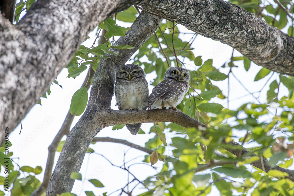 Spotted owlet is a small owl which breeds in tropical Asia
