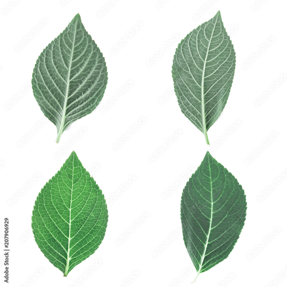 green leaf isolated on white background , collection of green green leaf isolated on white background , collection of green