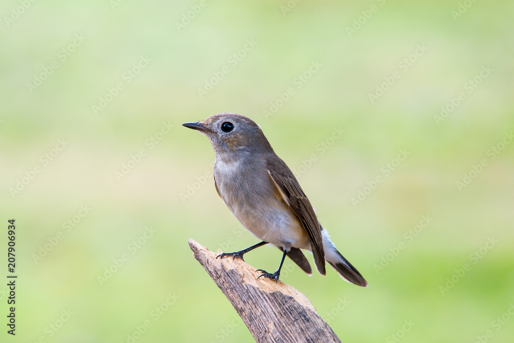 Red-throated Flycatcher or Taiga Flycatcher Red-throated Flycatcher or Taiga Flycatcher