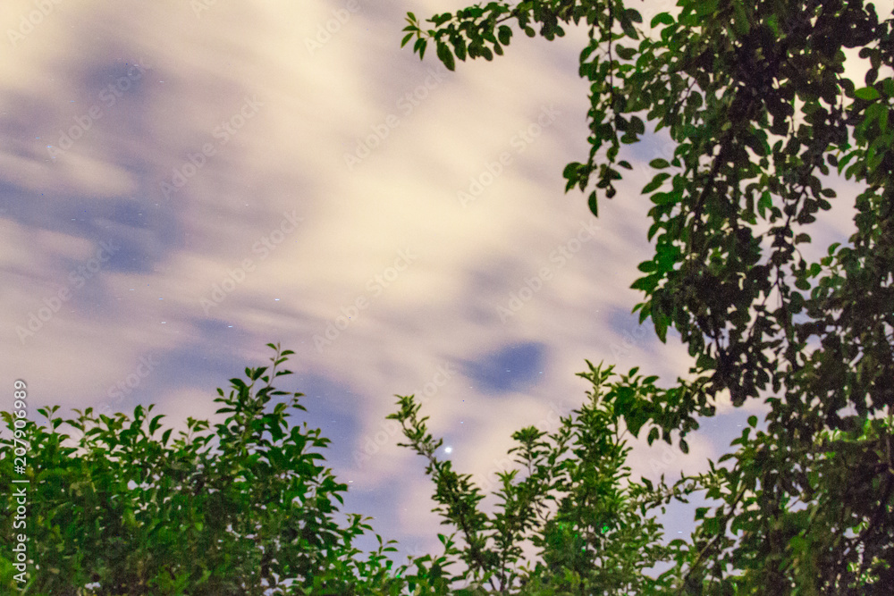 Fototapeta premium night sky and trees