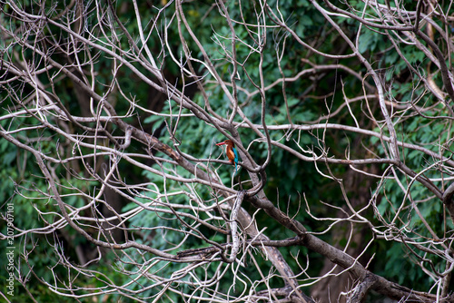 white-throated kingfisher also known as the white-breasted kingfisher is a tree kingfisher