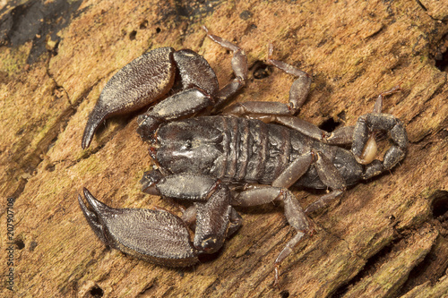 Wood scorpion, Liocheles sp, Hemiscopiidae, Manu,Tripura, India © RealityImages