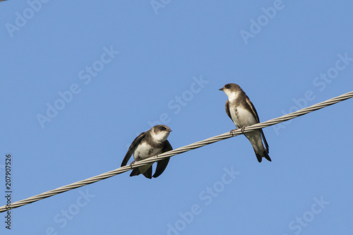 Sand martin pair sitting on wire. Cute little brown swallow marriage. Bird in wildlife. © Anton Mir-Mar