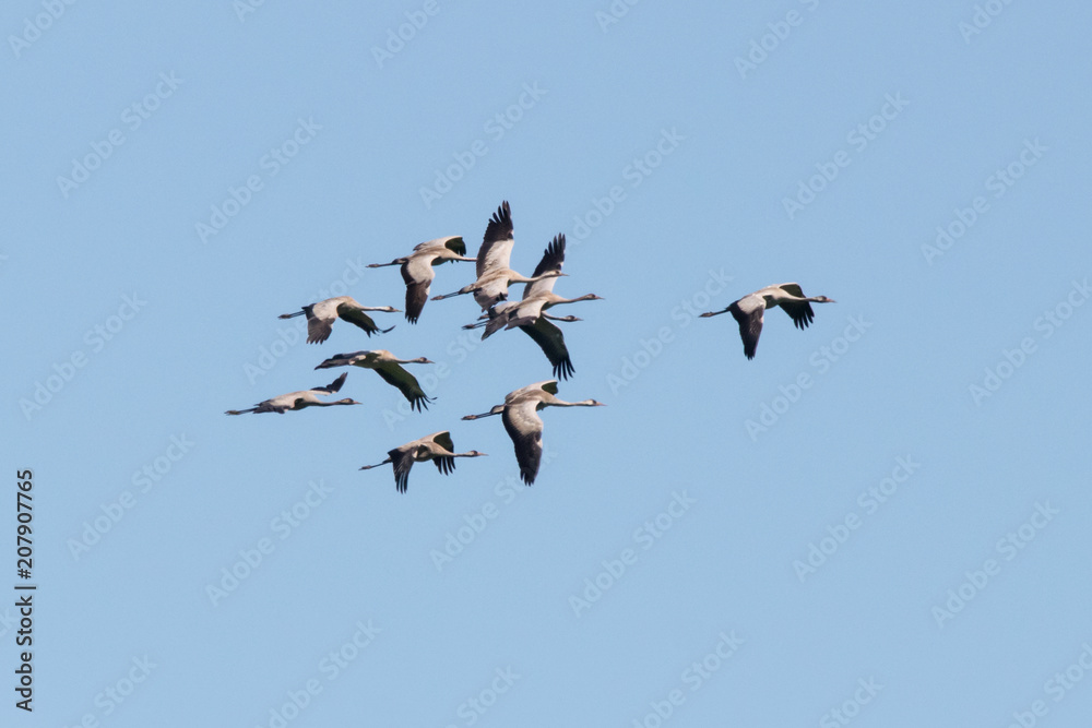 Flock of common crane in flight under blue sky. Large migrant birds in wildlife.