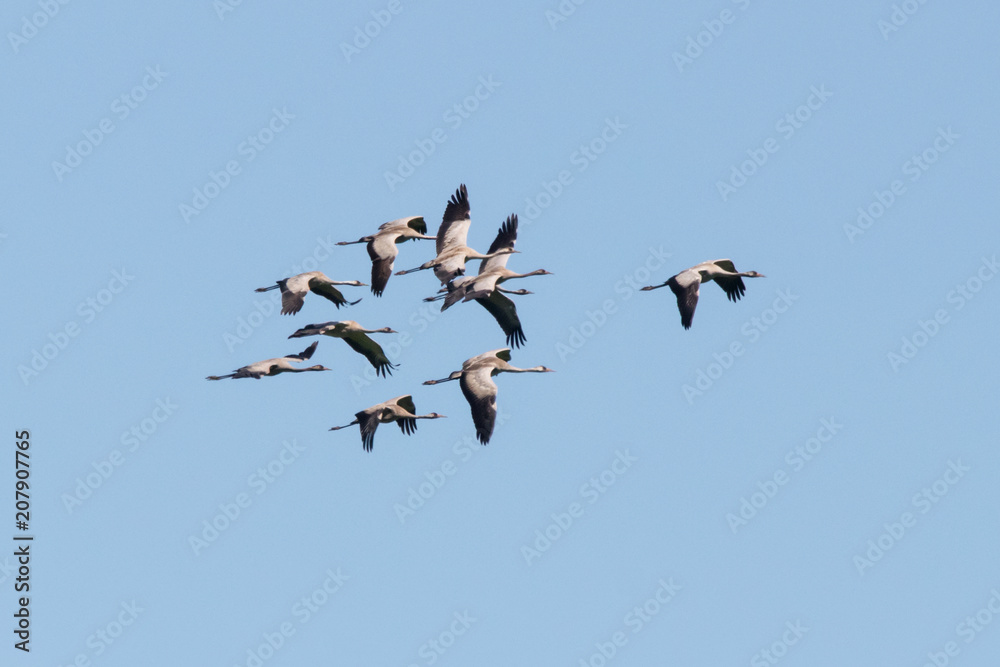 Flock of common crane in flight under blue sky. Large migrant birds in wildlife. Flock of common crane in flight under blue sky. Large migrant birds in wildlife.