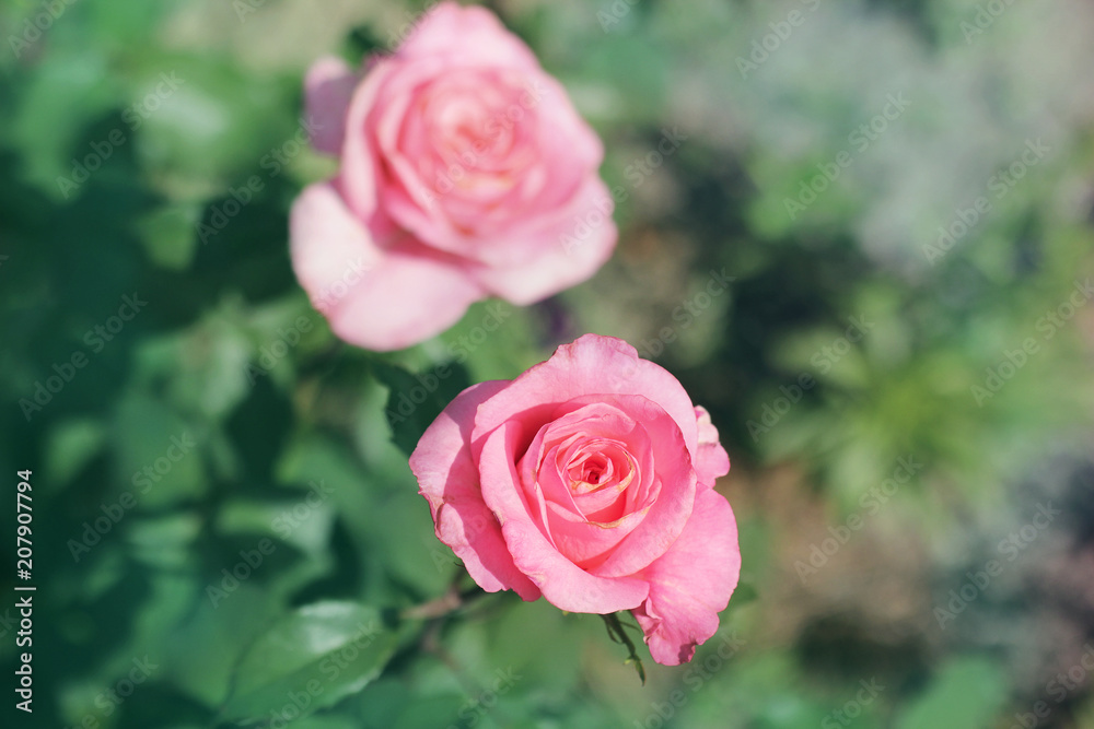 Pink roses close-up. Background Pink roses close-up. Background