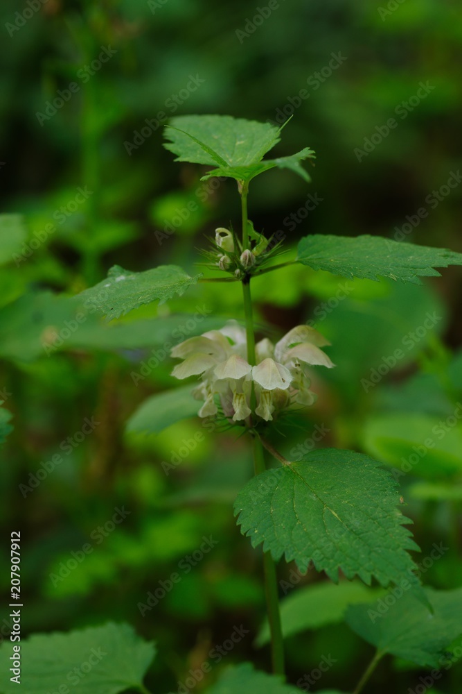 Lamium album (dead nettle)
Lamium album (dead nettle)