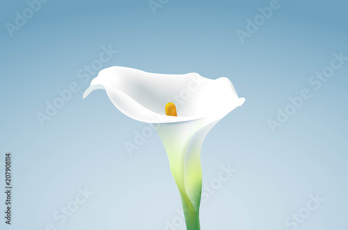 Lilly Flower card on blue sky backgound