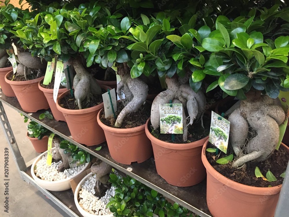 Ficus Ginseng bonsai Retusa, shaped in an s-curved trunk and has oval, dark  green leaves. Interior of a plant shop Stock Photo | Adobe Stock