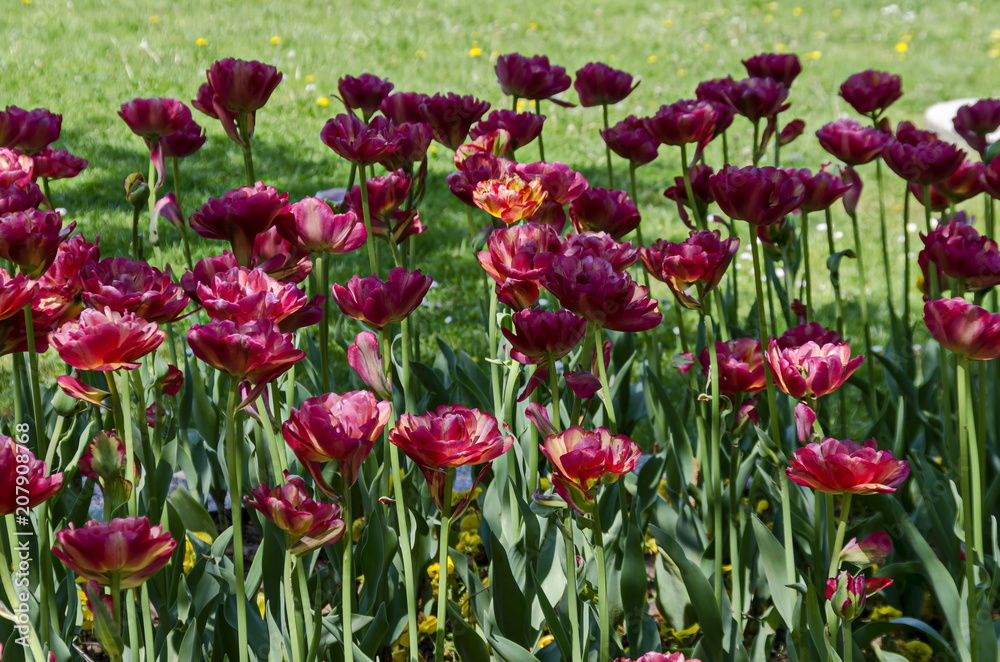 Red tulips blooming in a springtime field, Sofia, Bulgaria     