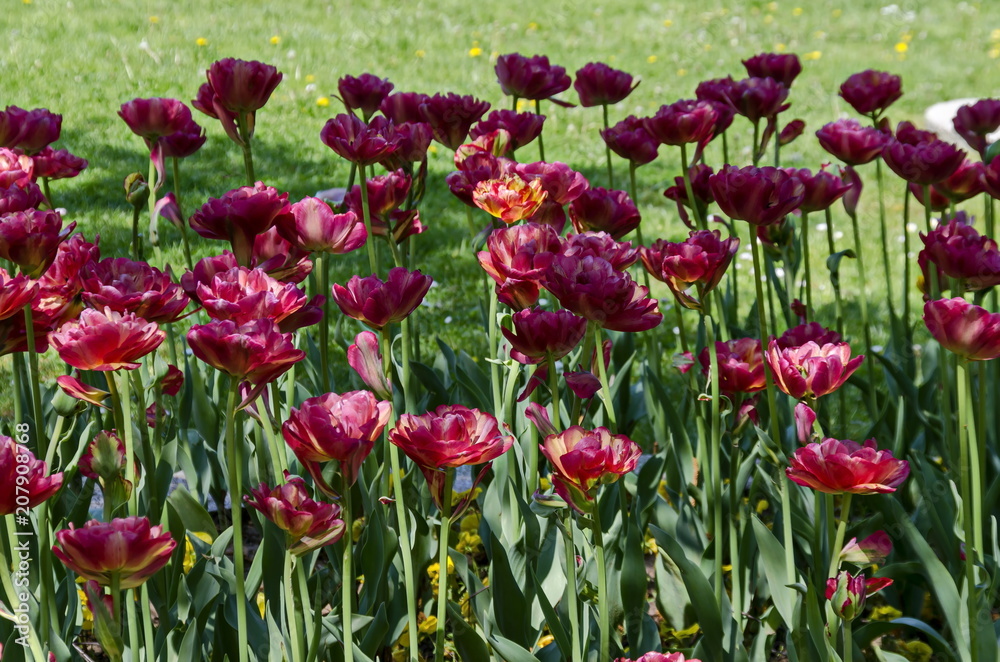 Red tulips blooming in a springtime field, Sofia, Bulgaria Red tulips blooming in a springtime field, Sofia, Bulgaria