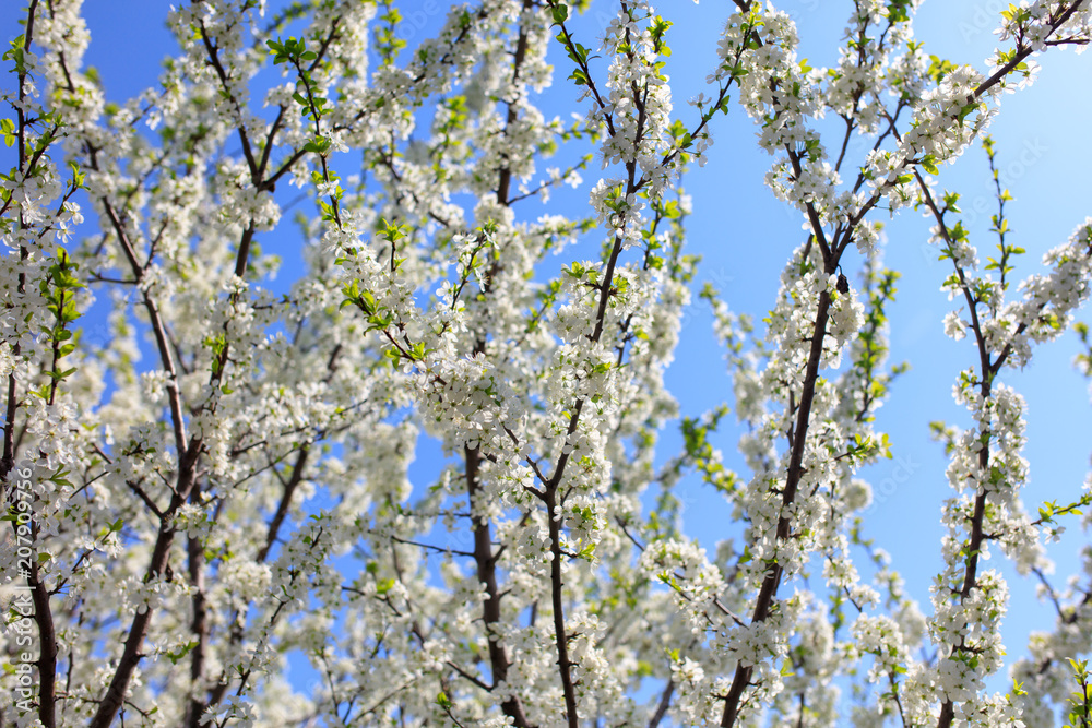 Flowers on the branches of a tree in the nature Flowers on the branches of a tree in the nature