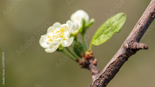 Flowers on the branches of a tree in the nature