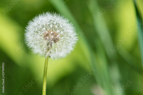 Fluffy dandelion in a park