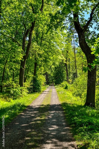 Fototapeta Naklejka Na Ścianę i Meble -  Spring forest landscape. A road among green trees.