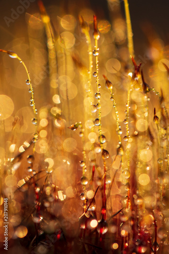 Yellow moss in dew drops at sunset