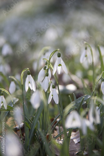 petites fleurs blanches