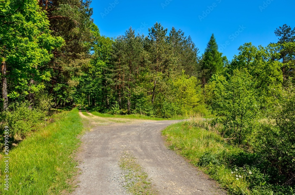 Spring forest landscape. A road among green trees.