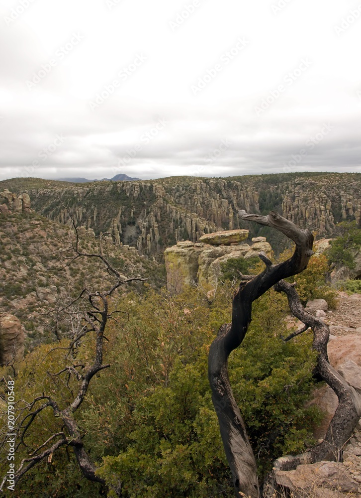 Une vue du parc Chiricahua, arbre mort - Arizona - Etats-Unis
