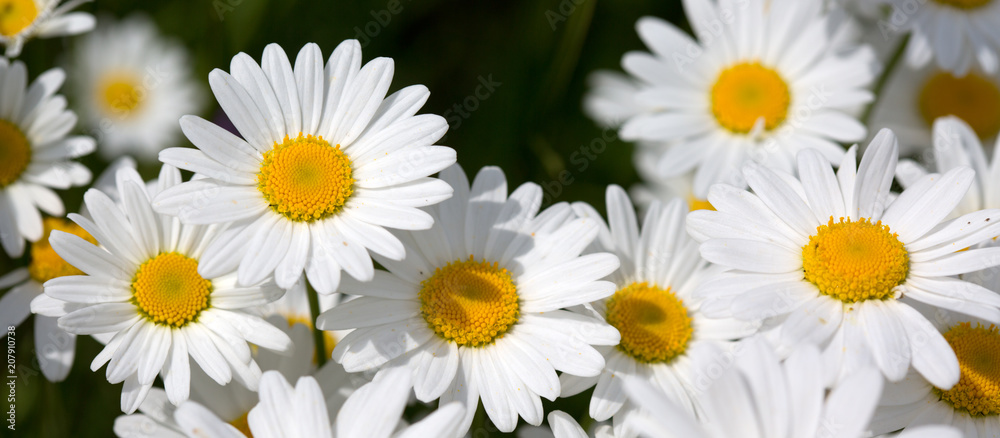 White daisy background. White daisy background.