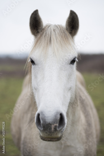 cheval blanc