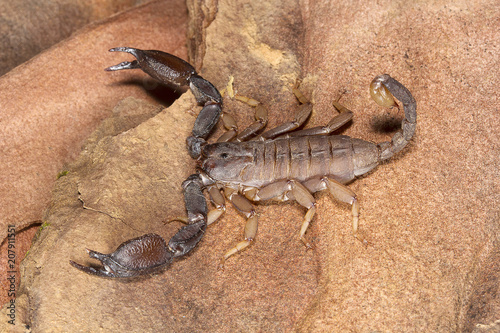 Scorpion, Scorpiops pachmarhicus, Euscorpiidae, Madhya Pradesh