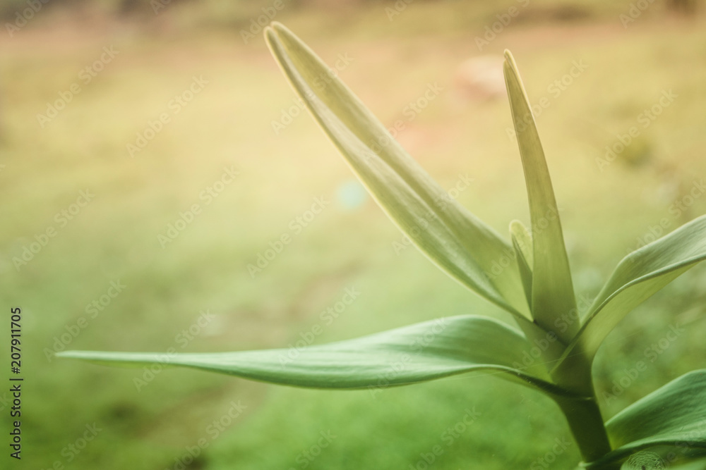 Fototapeta premium Soft focus green leaves spring nature relax photo background