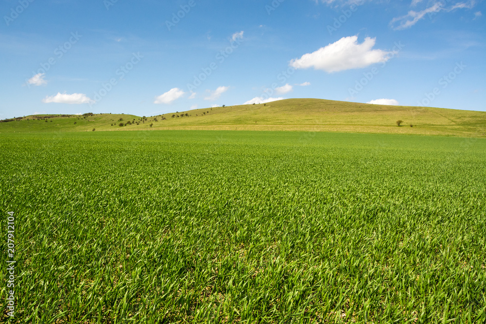 Obraz premium Young plantation field and hills near Ivinghoe Beacon seen on sunny day in Spring
