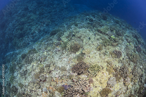 Colorful and Beautiful Coral Reef of Okinawa, Japan photo