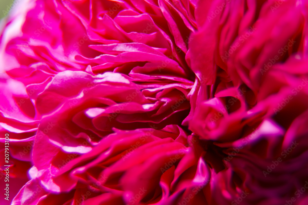 red  rosebud  close-up