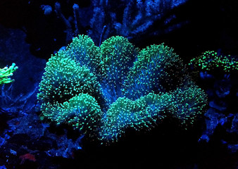 Green Mushroom Leather Coral
(Sarcophyton sp.) 