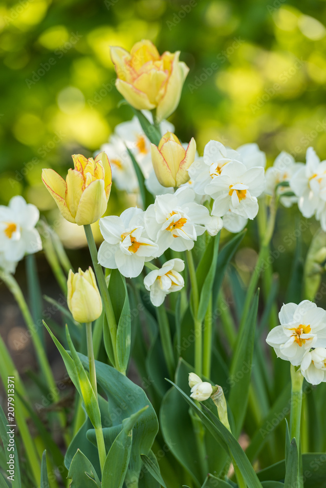 daffodils flowers in the garden in the spring daffodils flowers in the garden in the spring