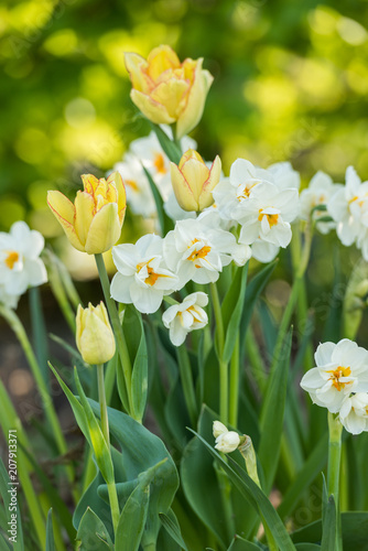 Fototapeta Naklejka Na Ścianę i Meble -  daffodils flowers in the garden in the spring