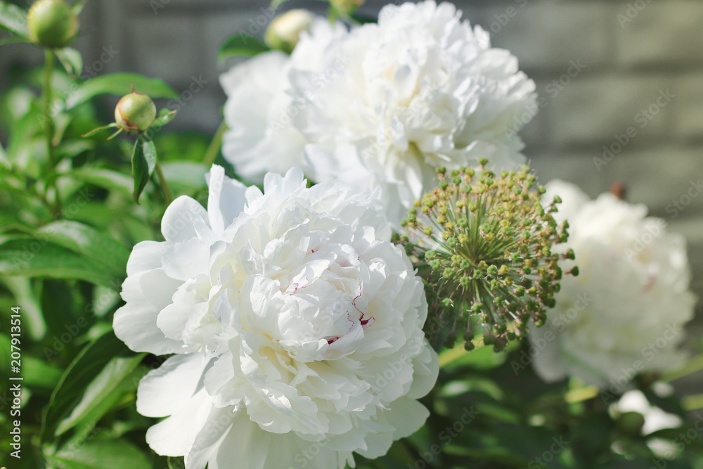Paeonia lactiflora. Flowers Peonies. Paeonia lactiflora. Flowers Peonies.