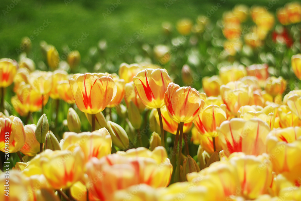 Beautiful tulips in a park