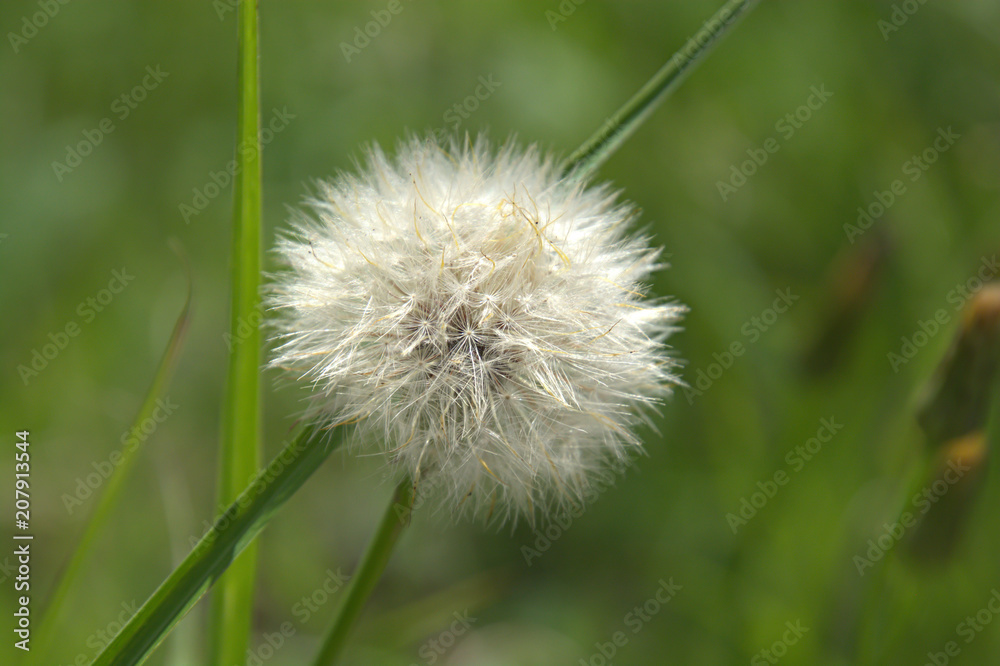 Fototapeta premium Dandelion's Fluff Ball
