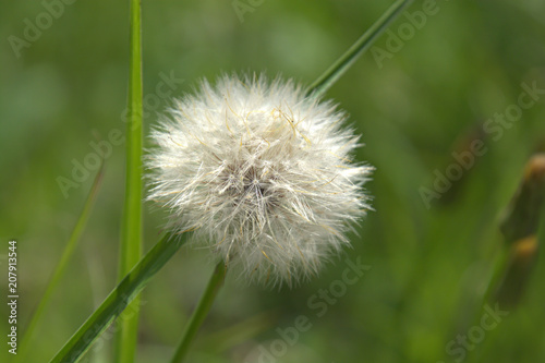 Dandelion s Fluff Ball