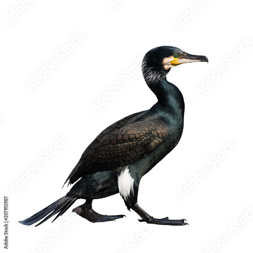 Portrait of an adult cormorant cormorant on a white background, The Netherlands photo