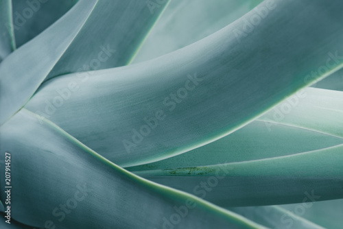 close up background with blue aloe plant