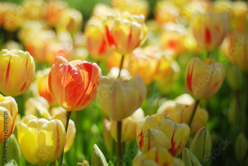 Beautiful tulips in a park
