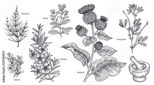 Leinwand Poster Set of imedical plants, flowers and herbs.