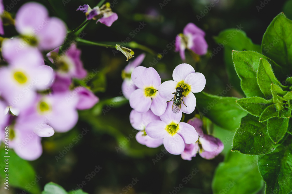 Fly on purple hesperis close-up in macro. Background of group of small violet flowers of nightviolet with copy space. Fly on purple hesperis close-up in macro. Background of group of small violet flowers of nightviolet with copy space.