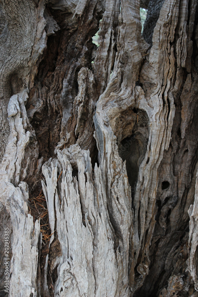 texture ulivo texture ulivo