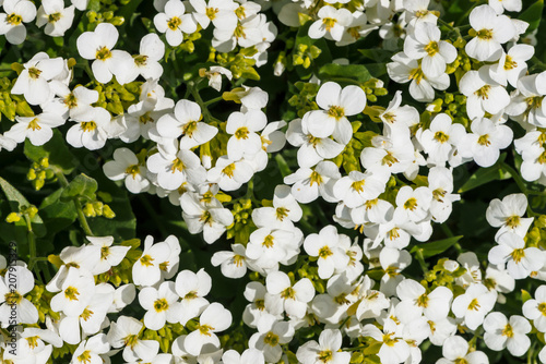 Beautiful cluster of white hesperis close-up in macro. White background of group of small flowers of nightviolet with copy space. photo