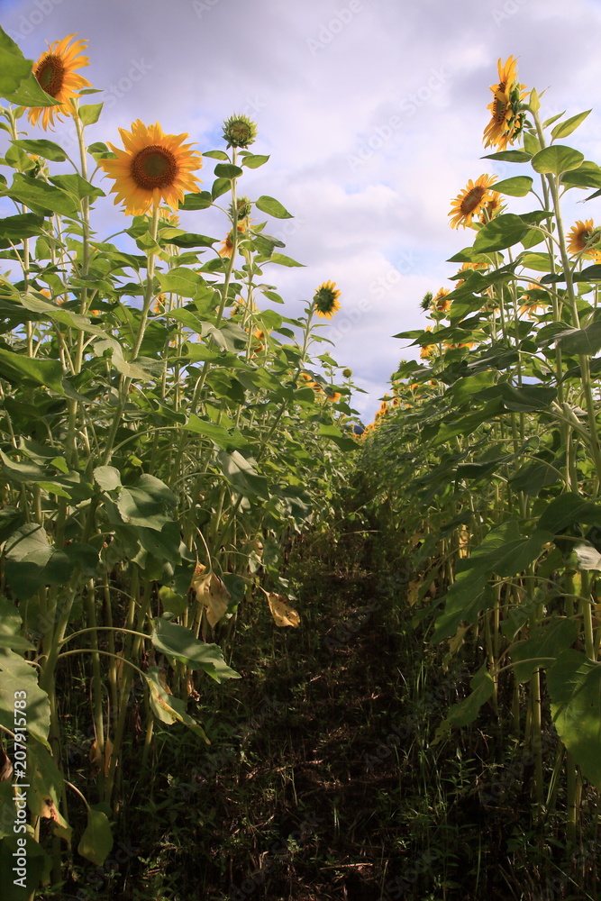 Obraz premium ひまわり畑の小道