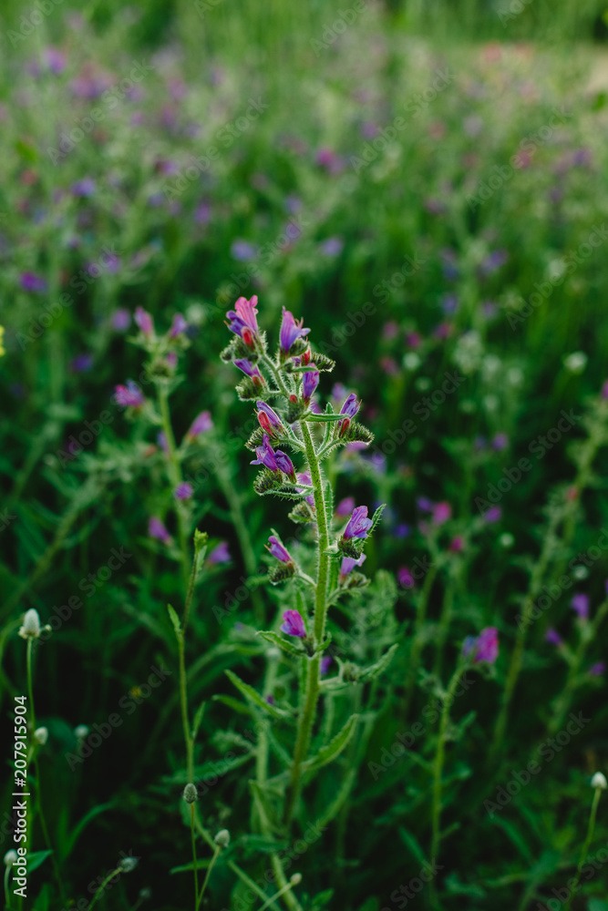 Field of spring flowers and green grass at sunset