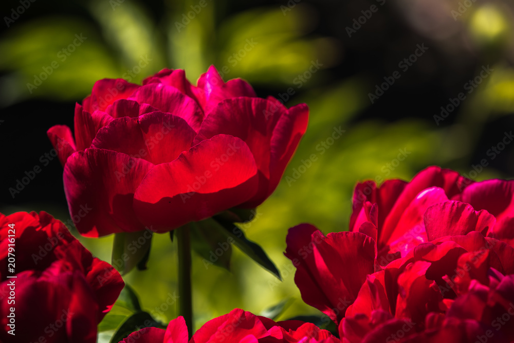 Red peony bloom on a beautiful spring day Red peony bloom on a beautiful spring day